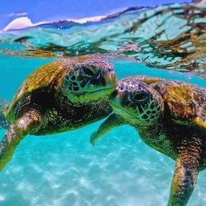 Meet your Posher, Posh